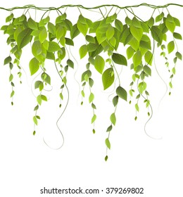 vector branch with leaves isolated on white background