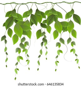 vector branch with leaves isolated on white background