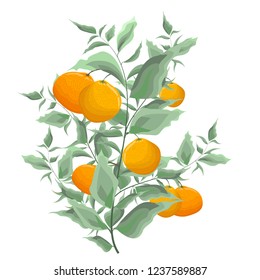 Vector branch of leaves and tangerines. All elements are isolated.