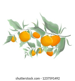 Vector branch of leaves and tangerines. All elements are isolated.