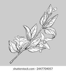Vector branch Lemon with Flowers. Exotic plants design template. Graphic botanical illustration Citrus tree branch in line art style, sketch, chalkboard style. Isolated object EPS vector