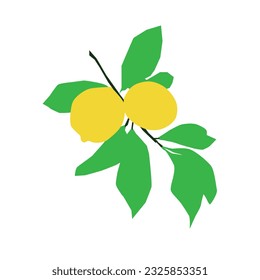Vector branch lemon fruit on white background.