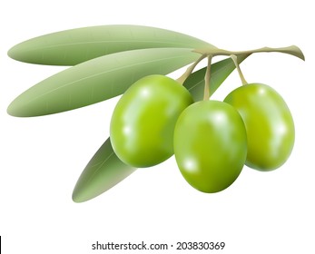 Vector branch of olive tree with olives isolated