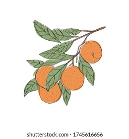 rama vectorial con naranjas y hojas