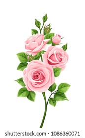 Vector branch of pink roses isolated on a white background.