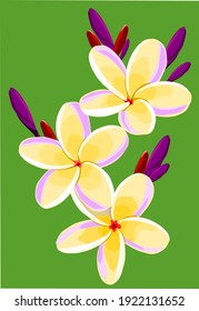 Vector of a branch of plumeria flower