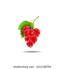 vector branch red currants