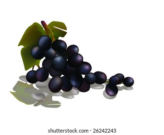 Vector branch of red grape with reflection