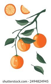 Vector branch with ripe oranges, green leaves, slice, and a wedge art