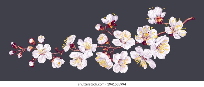 Vector branch with spring flowers. Realistic fruit tree branch. Detailed hand drawn clip art element isolated on dark background for your design, postcards, advertising, social media posts, textile