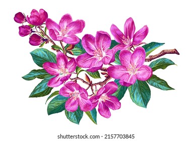 Vector branch with spring flowers. Realistic pink fruit tree branch. Detailed hand drawn clip art element isolated on white background for your design, postcards, advertising, social media posts.