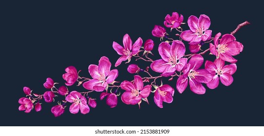 Rama vectorial con flores de color rosa primavera. Rama realista de un árbol frutal. Elemento de arte de clips detallado dibujado a mano aislado en un fondo oscuro para tu diseño, postales, publicidad, publicaciones en medios sociales