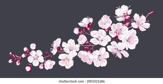 Vector branch with spring sakura flowers. Realistic fruit tree, fading cherry. Detailed hand drawn clip art isolated on dark background for postcard, advertisement, social media posts, textile design