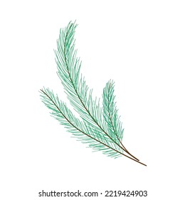 Vector branch of a spruce. A hand-drawn Christmas branch. Spruce, pine. Decorative element. White isolated background. 