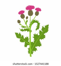 Vector branch with Thistle or Carduus plant, green spiny leaf, bud and pink flower isolated on white background. Symbol of Scotland. Vector Thistle for botanical summer design.