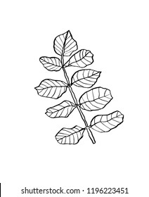 Vector branch of wild leaves with streaky