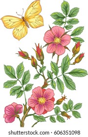 Rama vectorial de flores de rosa silvestre y mariposa amarilla