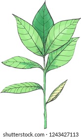 Vector branch with young green leaves botany hand made illustration
