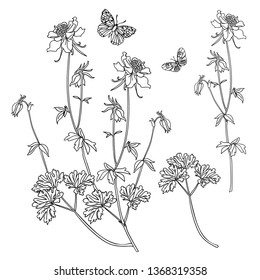 Vector branches andgarden stuff. Hand drawn floral elements. Vintage botanical illustrations. - Vector