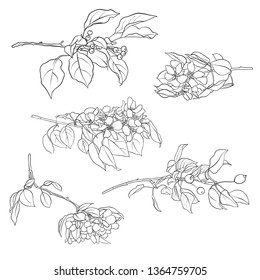 vector branches of blooming apple tree with leaves and flowers, hand drawn illustration