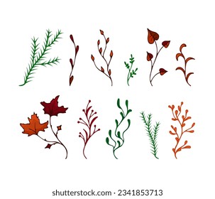 Vektorgrafiken verfärben sich immergrün und Herbstfarben. Zweiteilige Ahorn, Apfel, Tanne, Kräuter. Vektorgrafik. Handgezeichnete Zweige auf weißem Hintergrund. Design-Element für natürliche und organische Designs.