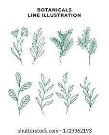 Vector branches and leaves. Hand drawn floral elements. Vintage botanical illustrations.