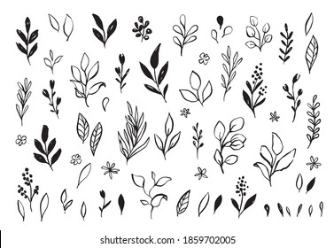 Vector branches and leaves. Hand drawn floral elements in loose doodle style. Ink vintage botanical illustrations. 