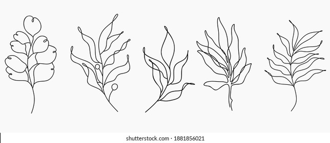 Ramas y hojas vectoriales. Elementos florales dibujados a mano. Ilustraciones botánicas vintage.