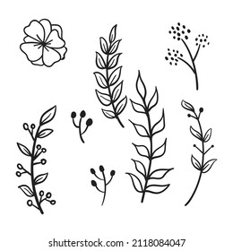 Ramas y hojas vectoriales. Elementos florales dibujados a mano. Ilustraciones botánicas vintage. Ornamentos naturales de Doodle.