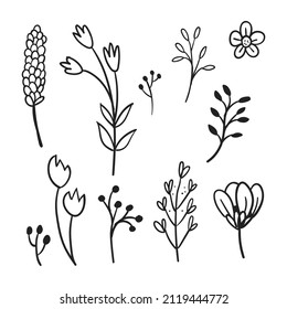 Vektorzweige und -blätter. Handgezeichnete Blumenelemente. Vintage botanische Illustrationen. Doodle Naturschmuck.