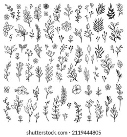 Vector branches and leaves. Hand drawn floral elements. Vintage botanical illustrations. Doodle nature ornaments.