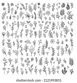 Vector branches and leaves. Hand drawn floral elements. Vintage botanical illustrations. Doodle nature ornaments.