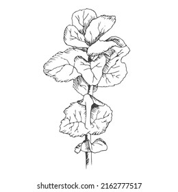 Vector branches and leaves. Hand drawn floral element. Vintage botanical illustrations.