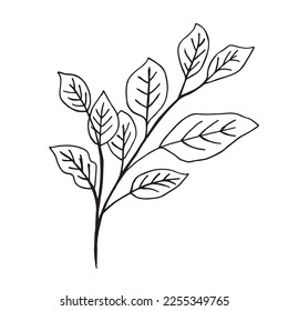 Ramas y hojas vectoriales. Elementos florales dibujados a mano. Ilustraciones botánicas vintage.
