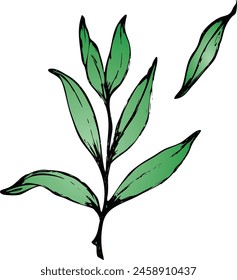 Vector branches and leaves. Hand drawn floral elements. Vintage botanical illustrations.