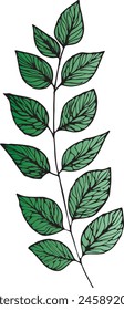 Vector branches and leaves. Hand drawn floral elements. Vintage botanical illustrations.