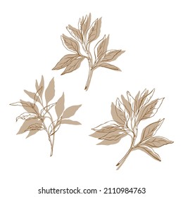 Vector branches with leaves. Leaves on tree branches, tea leaves, hand drawn vector illustration. For logos, prints, icons, fabrics, etc.