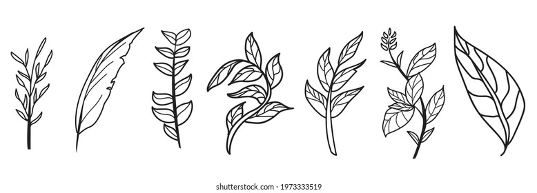 Vector branches and leaves.Botanical vector illustration,decorative elements