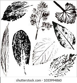 Vector branches and leaves.Hand drawn floral elements. Vintage monochrome botanical illustration.Stamp of black leaves on a white background.Elements for eco and bio logos.