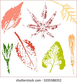 Vector branches and leaves.Hand drawn floral elements. Vintage botanical illustration.Stamp of multi colored leaves on a white background.Elements for eco and bio logos.