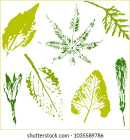 Vector branches and leaves.Hand drawn floral elements. Vintage botanical illustration.Stamp of multi colored leaves on a white background.Elements for eco and bio logos.