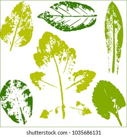 Vector branches and leaves.Hand drawn floral elements. Vintage botanical illustration.Elements for eco and bio logos.

