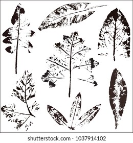 Vector branches and leaves.Hand drawn floral elements. Vintage botanical illustration.Stamp of black leaves on a white background.Elements for eco and bio logos.