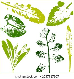 Vector branches and leaves.Hand drawn floral elements. Vintage botanical illustration.Stamp of multi colored leaves on a white background.Elements for eco and bio logos.