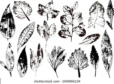 Vector branches and leaves.Hand drawn floral elements. Vintage monochrome botanical illustration.Stamp of black leaves on a white background.Elements for eco and bio logos.