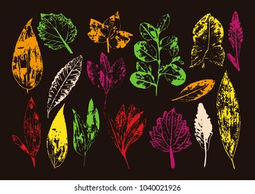 Vector branches and leaves.Hand drawn floral elements. Vintage colored botanical illustration.Stamp of leaves.Elements for eco and bio logos.
