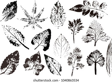 Vector branches and leaves.Hand drawn floral elements. Vintage monochrome botanical illustration.Stamp of black leaves on a white background.Elements for eco and bio logos.