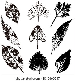 Vector branches and leaves.Hand drawn floral elements. Vintage monochrome botanical illustration.Stamp of black leaves on a white background.Elements for eco and bio logos.