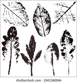 Vector branches and leaves.Hand drawn floral elements. Vintage botanical illustration.