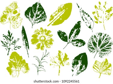 Vector branches and leaves.Hand drawn floral elements. Vintage monochrome botanical illustration.Stamp of black leaves on a white background.Elements for eco and bio logos.